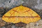 Periclina sp  5 2