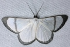 Perigramma sp  15 2