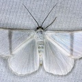 Perigramma sp  16 2