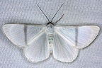 Perigramma sp  16 2
