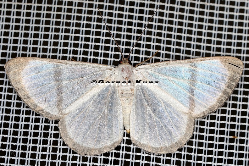 Perigramma_sp__7_2.jpg
