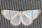 Perigramma sp  7 2