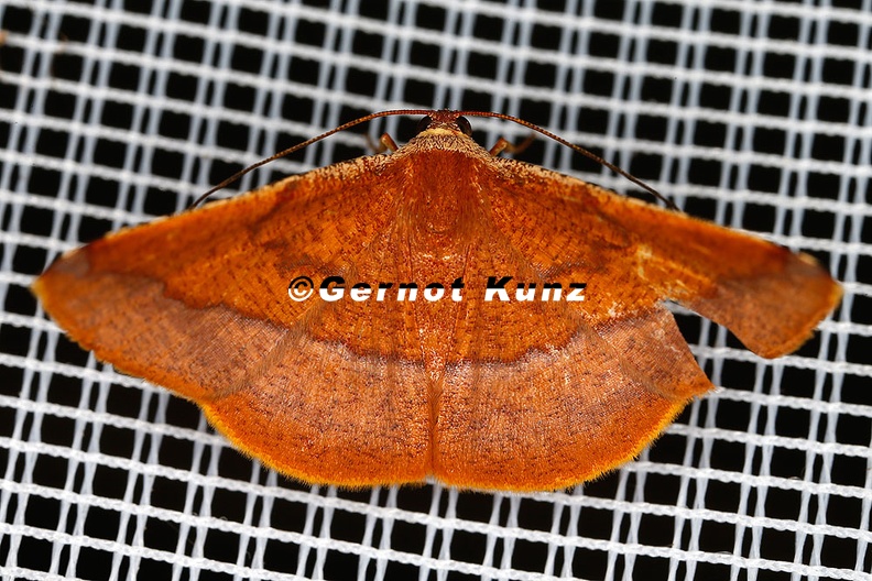 Pyrinia_sp__2_2.jpg