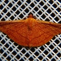 Pyrinia sp  cf  1 2