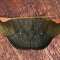 Sphacelodes vulneraria M3 2
