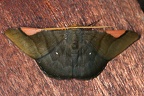 Sphacelodes vulneraria M3 2