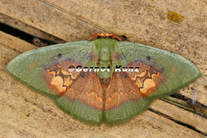 Pyrochlora rhanis 1 2 - Pyrochlora_rhanis_1_2.jpg Pyrochlora_rhanis_1_2.jpg