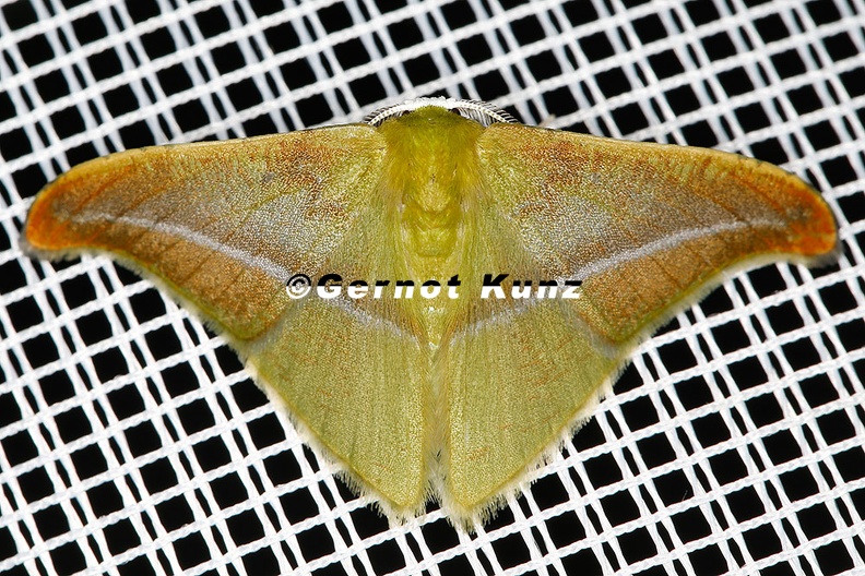 Tachyphyle_sp__3_2.jpg