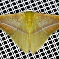 Tachyphyle sp  3 2