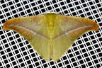 Tachyphyle sp  3 2