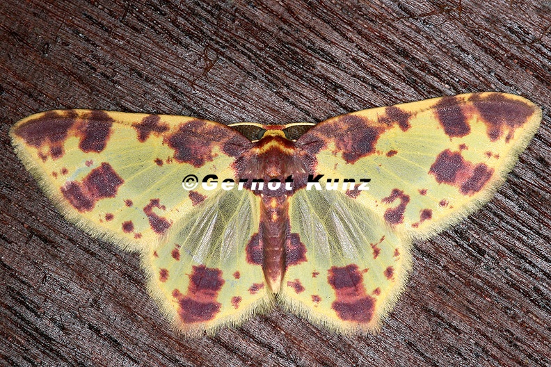 Eois_camptographata_1_2.jpg