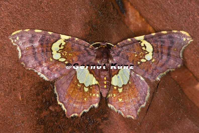 Eois_sp__40_2.jpg