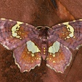 Eois sp  40 2