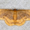 Eois sp  6 2