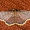 Eois sp  9 2