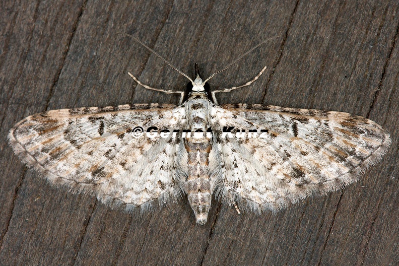 Eupithecia_sp__17_2.jpg