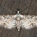 Eupithecia sp  17 2