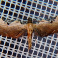 Eupithecia sp  19 2