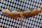 Eupithecia sp  19 2