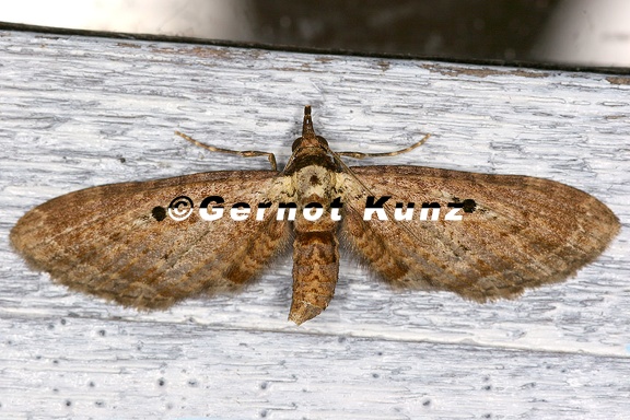 Eupithecia sp  2 2