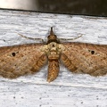 Eupithecia sp  2 2