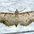 Eupithecia sp  5 2