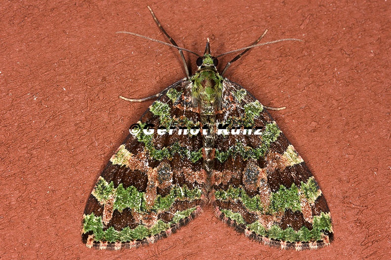 Larentiinae_indet__20_2.jpg