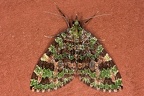 Larentiinae indet  20 2