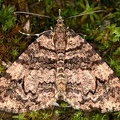 Larentiinae indet  21 2