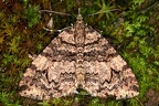Larentiinae indet  21 2