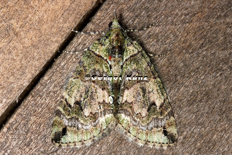 Larentiinae_indet__22_2.jpg