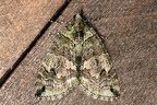 Larentiinae indet  22 2