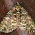 Larentiinae indet  26 2