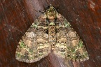 Larentiinae indet  26 2