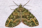 Larentiinae indet  27 2