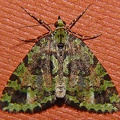 Larentiinae indet  36 2
