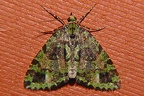 Larentiinae indet  36 2