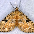 Larentiinae indet  5 2