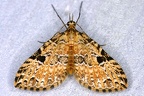 Larentiinae indet  5 2