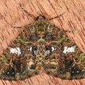 Larentiinae indet  8 2