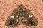 Larentiinae indet  8 2