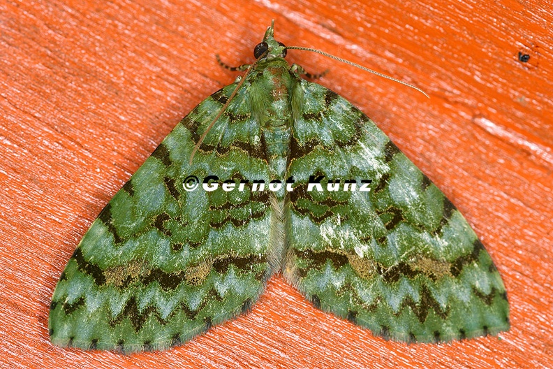 Larentiinae_indet__9_2.jpg