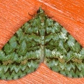 Larentiinae indet  9 2
