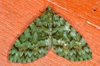 Larentiinae indet  9 2