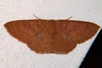 Semaeopus illimitata 1 2