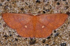 Semaeopus illimitata 5 2
