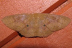 Semaeopus sp  1 2