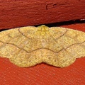 Geometridae indet  60 2
