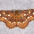 Geometridae indet  74 2