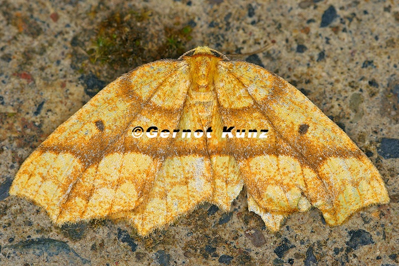 Geometridae indet  76 2